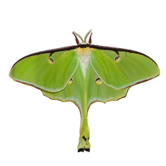 SOLD OUT - Picture 1 of 1